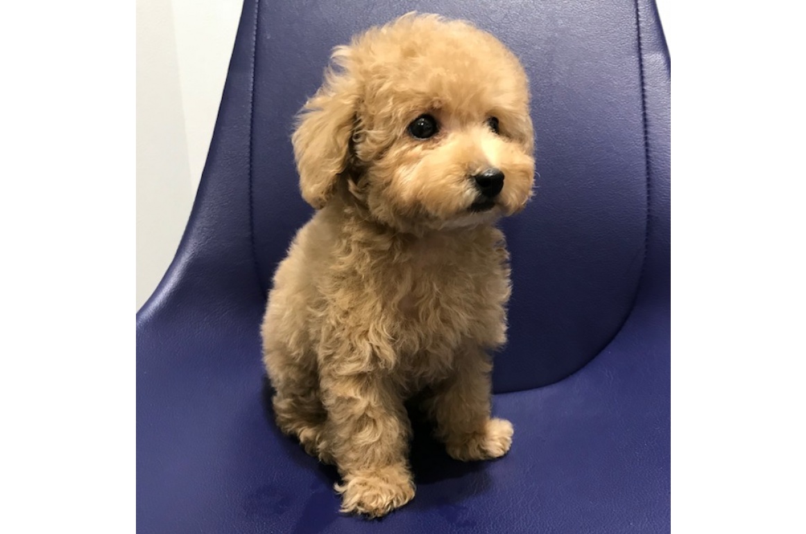 トイプードル♡アプリコット♡伏せバージョン トイプードル♡アプリコット♡伏せバージョン トイプードル