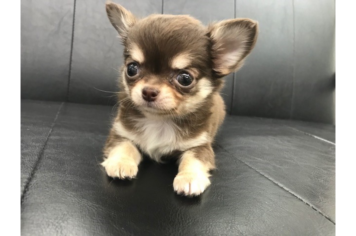 くるみちゃんになりました | PET DESIGN 赤坂けやき通り店