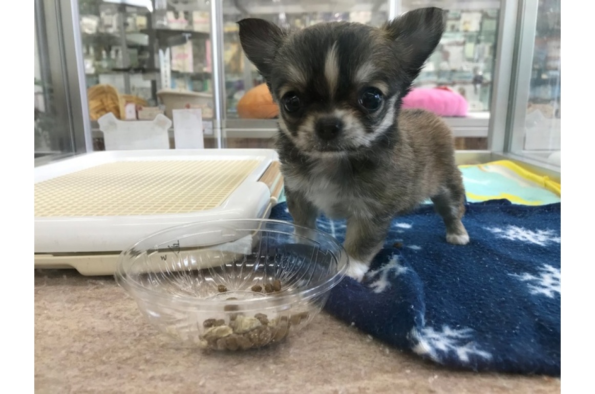 ココちゃんになりました | PET DESIGN 赤坂けやき通り店