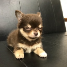 ★大人気商品★ うにちゃんになりました 赤坂けやき通り店 DESIGN PET | 手提げ・レッスンバッグ・入園グッズ