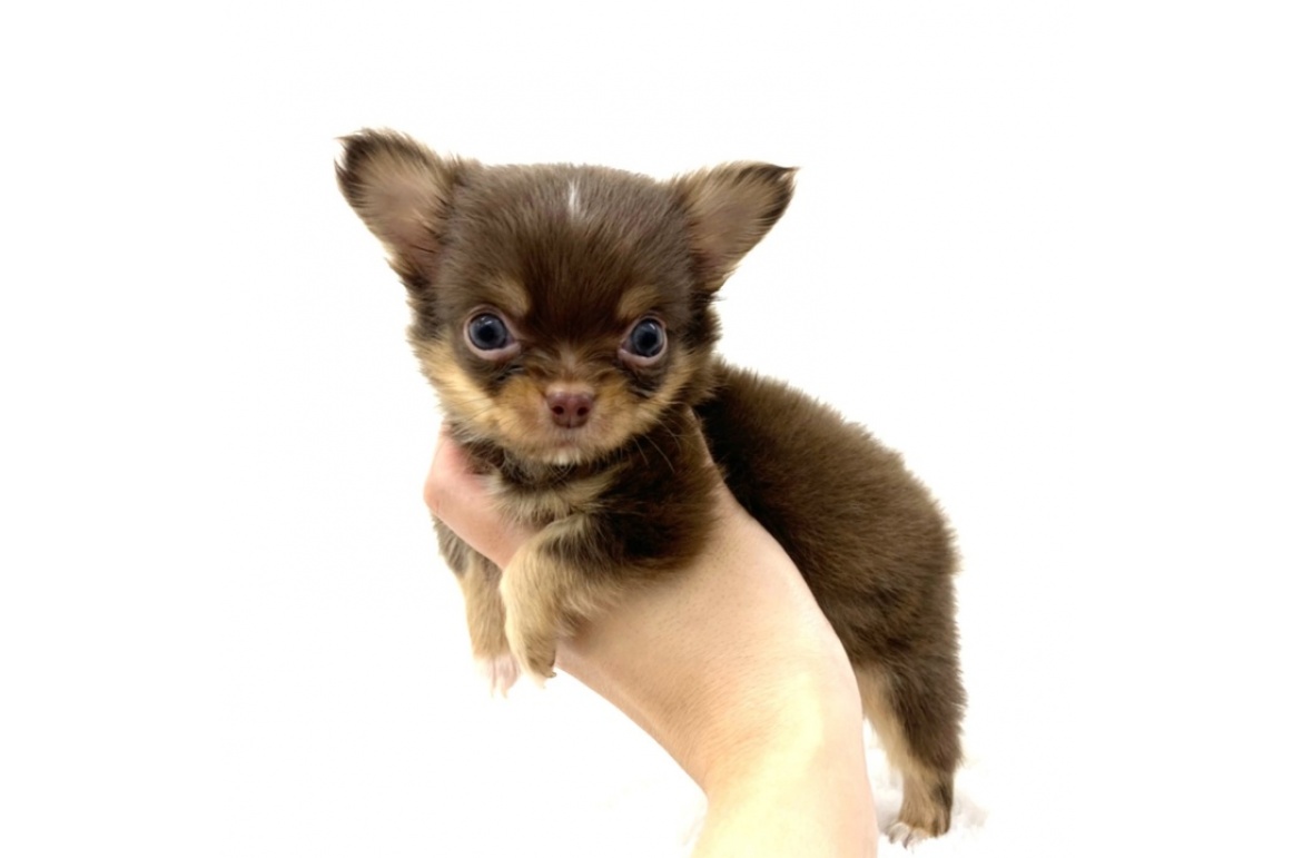 チワワ/チョコタン/♂ | ペット販売 | PET DESIGN