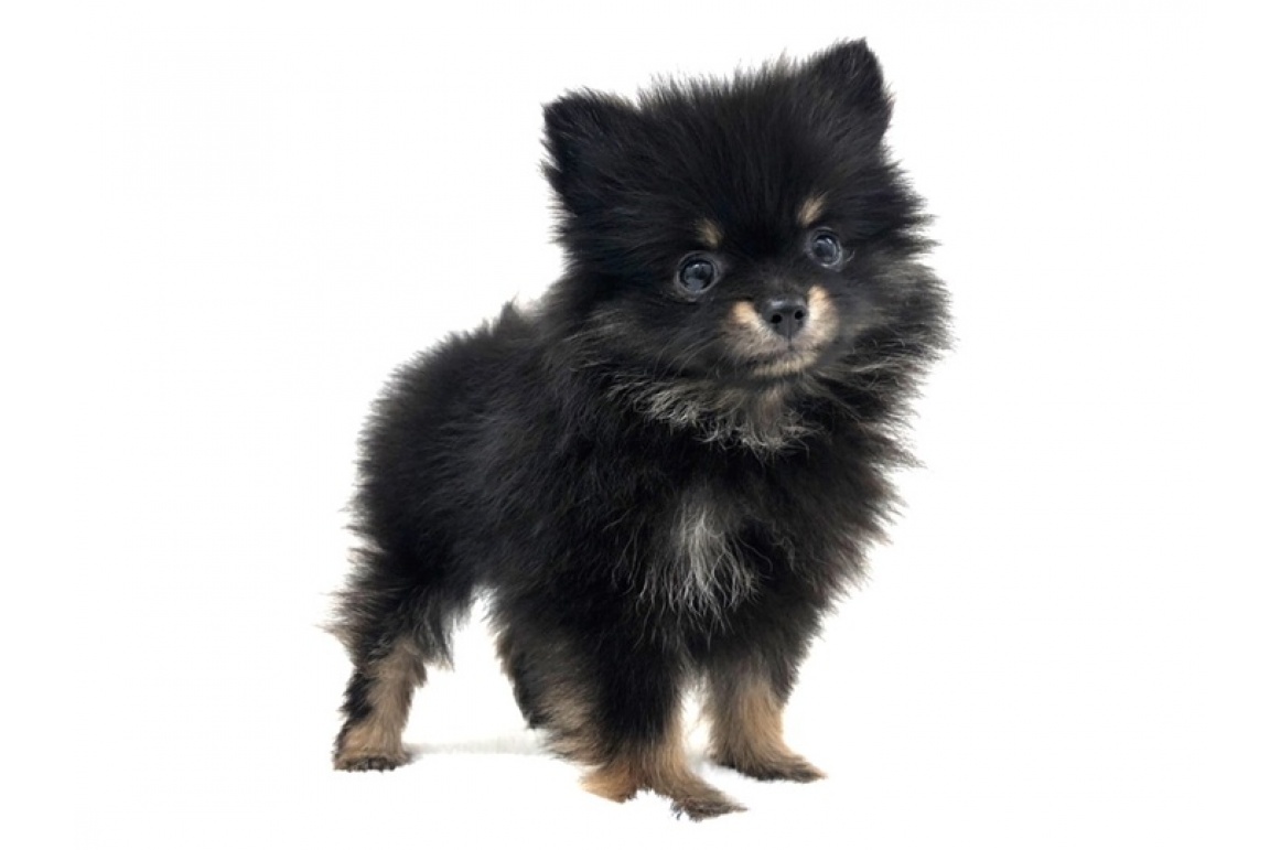 まろ美ちゃんになりました | PET DESIGN 三光店 | ペット販売