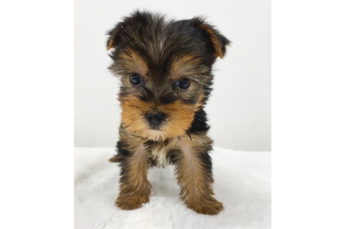 小太郎くんになりました Pet Design 三光店 ペット販売 Pet Design