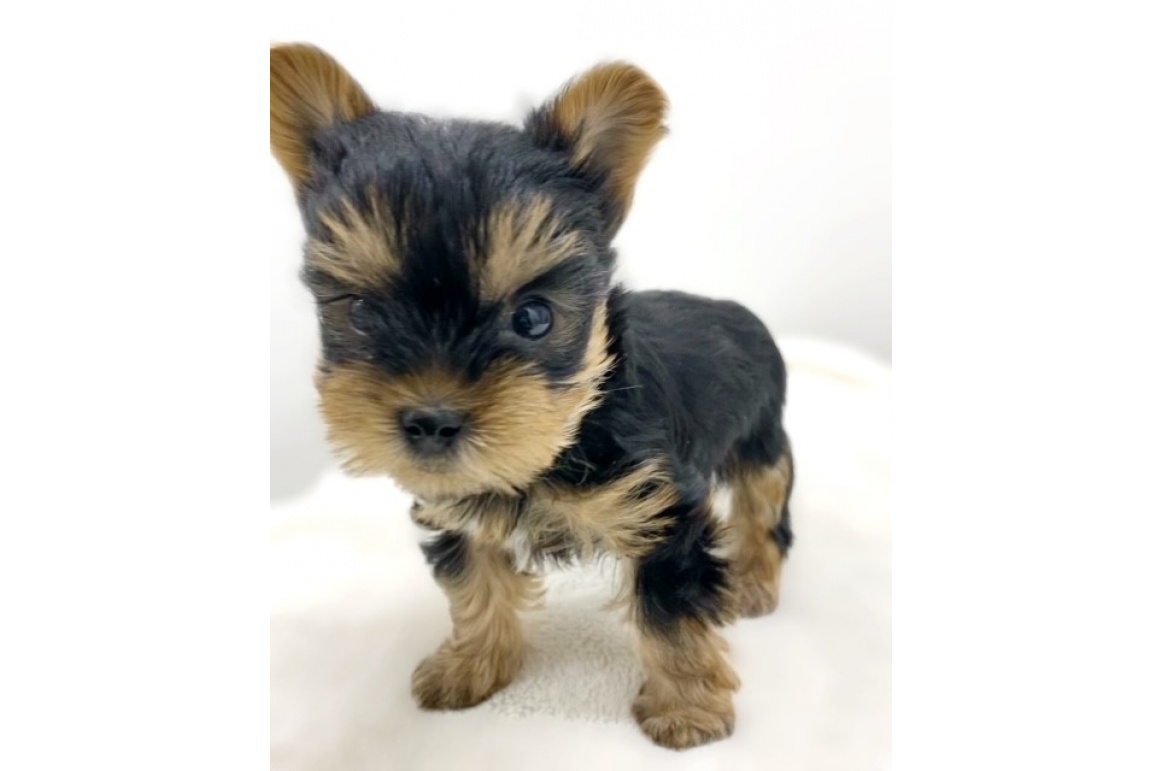 ヨークシャーテリア スチールブルータン Pet Design 三光店 ペット販売 Pet Design