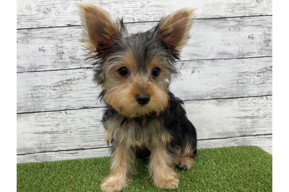 ヨークシャーテリア スティールブルー タン Pet Design アリオ上尾店 ペット販売 Pet Design