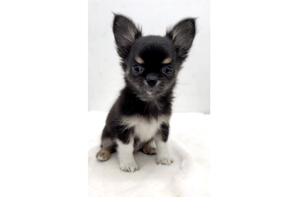 チワワ ブラックタン ホワイト Pet Design 三光店 ペット販売 Pet Design