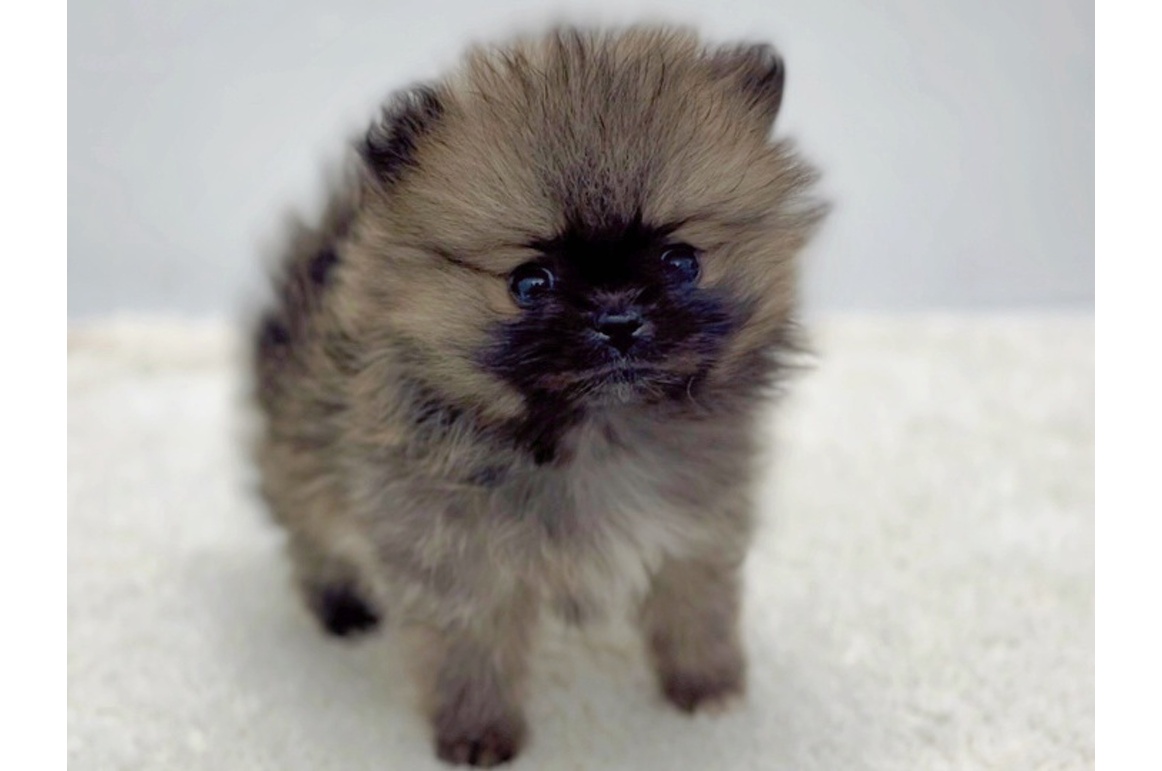 家族が決まりました | PET DESIGN 三光店 | ペット販売 | PET DESIGN 