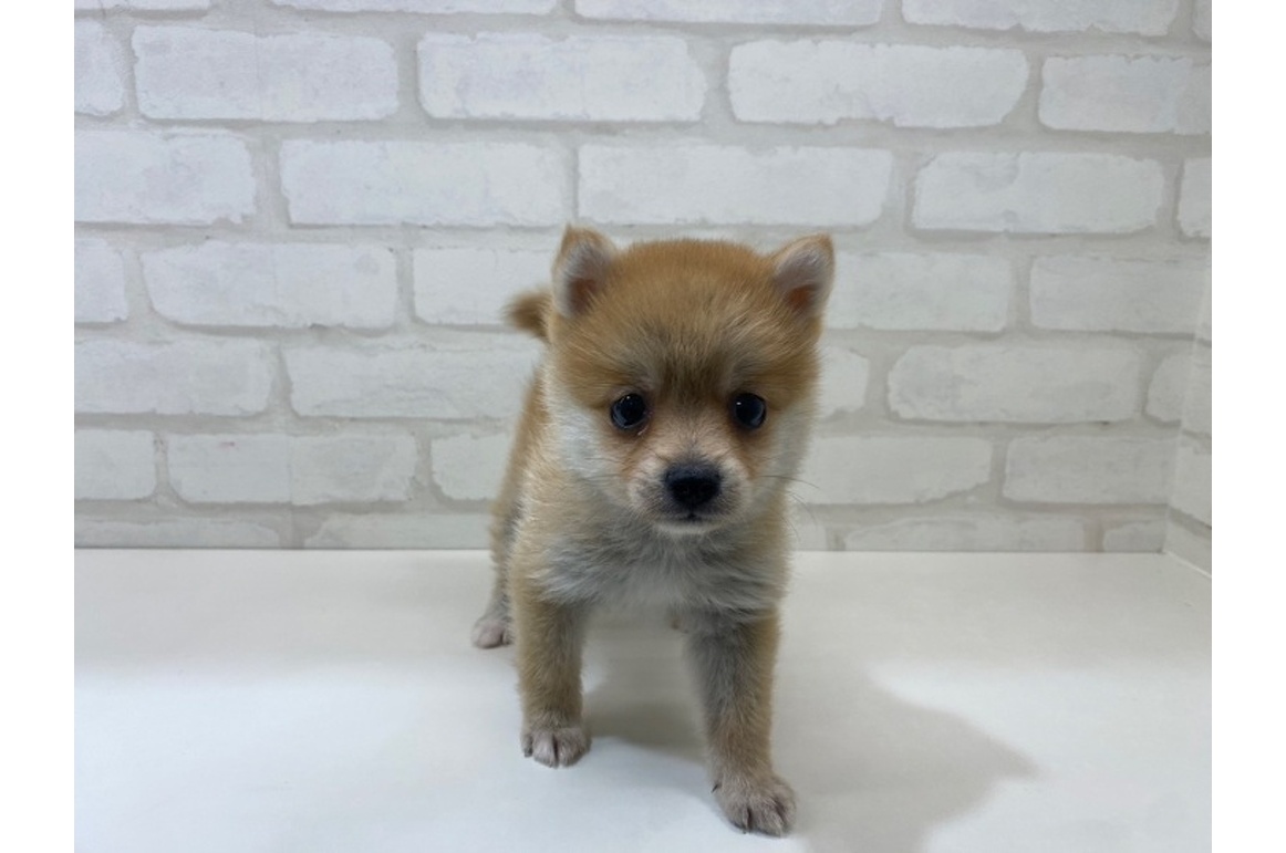 送料無料 百貨店 PET | MIX(ポメラニアン×柴犬)/♂ DESIGN ペット | 自由が丘店 羊毛フェルト