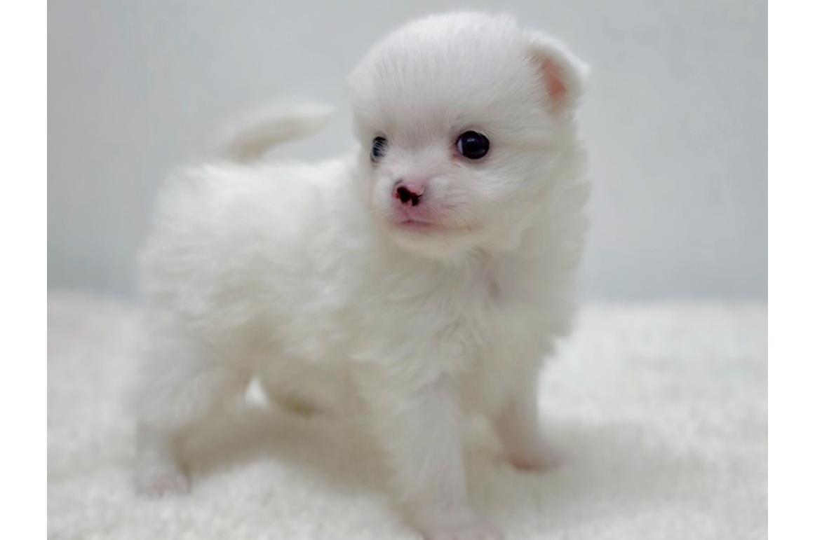 dog_img_1_e54769c85d59.jpg