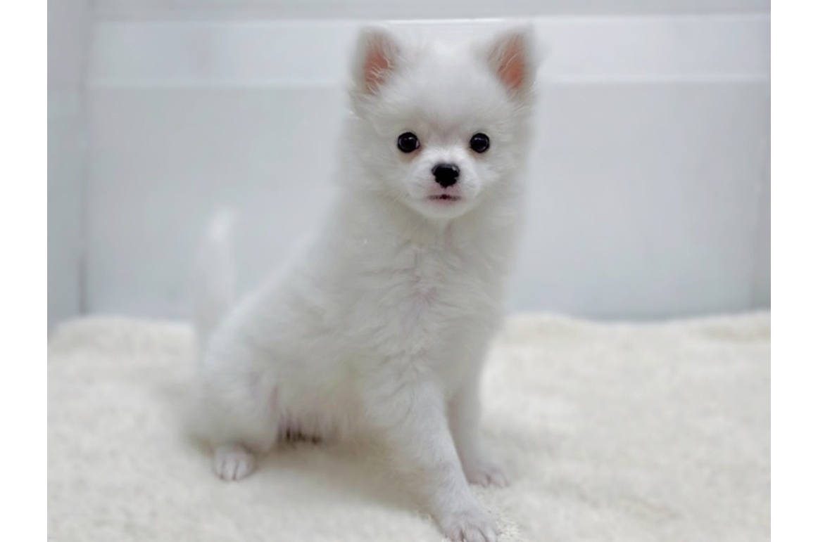 驚きの値段での商品をすべて MIX(チワワ×ポメラニアン/ホワイト/♂ | PET DESIGN 三光店 その他