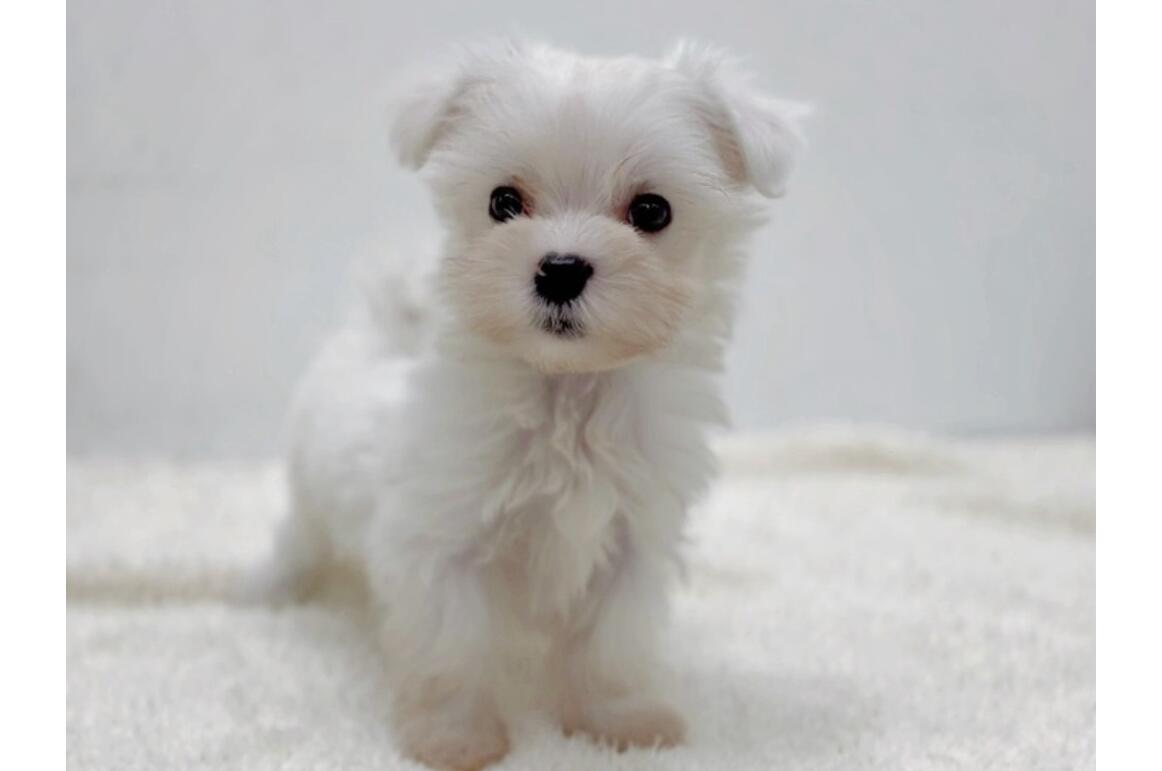 リアルヘッド 仁面犬 三郎　初期モデル 楽天市場】犬用ベッド ペット用 3D ベッド 介護 ドッグベッド M
