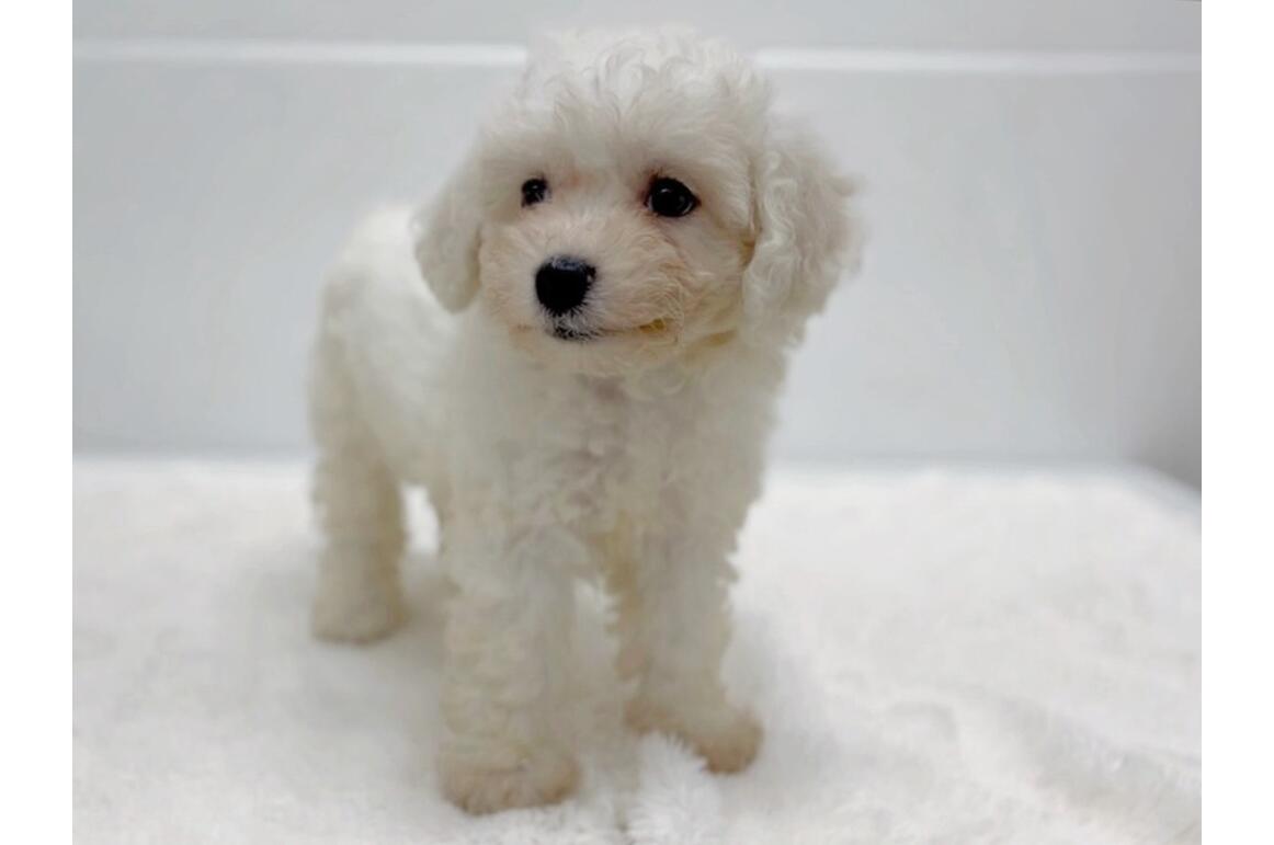 ビション・フリーゼ/ホワイト/♀ | PET DESIGN 三光店 | ペット