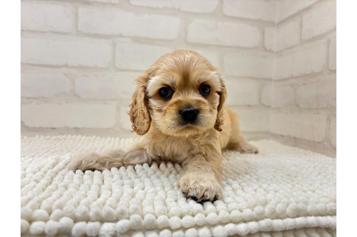 スケールモデル 新作 アメリカン・コッカー・スパニエル/♀/バフ | PET DESIGN 洋書
