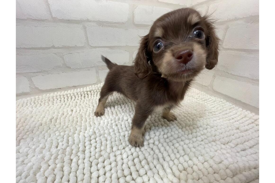 イヌ科 ミックス犬 - 名古屋大高インター店 | ペッツワン