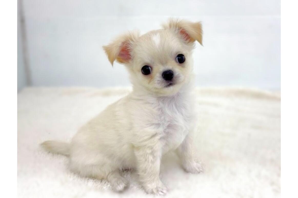 木彫りのチワワ(クリーム) 木彫りのチワワ(クリーム)