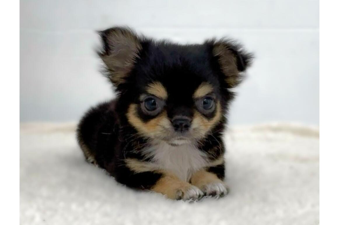 チワワ チワワ/ブラック＆タン/♀ | PET DESIGN 三光店 | ペット販売