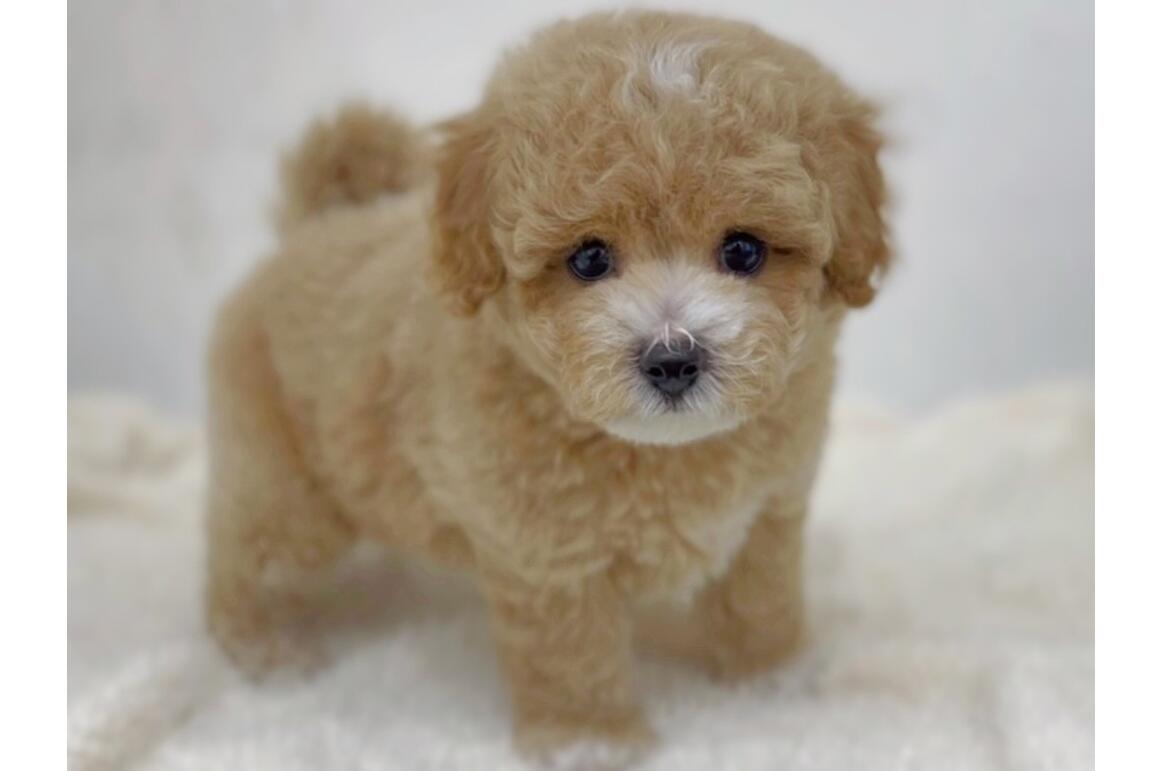 MIX(トイ・プードル×ビションフリーゼ）/アプリコット＆ホワイト