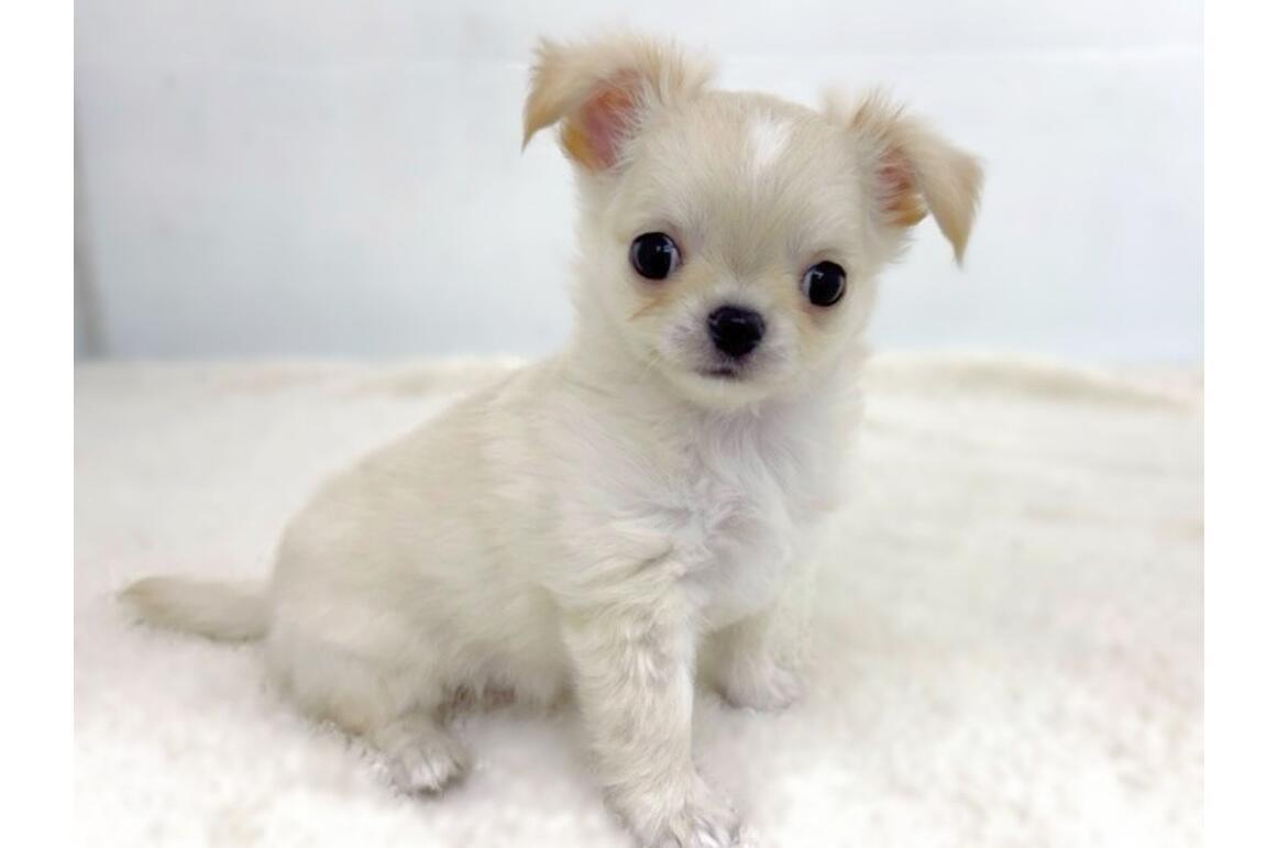 チワワ/クリーム/♂ | PET DESIGN 三光店 | ペット販売 | PET DESIGN