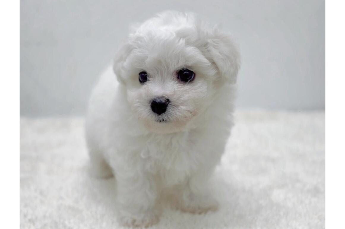 ジーノたん✩✩✩様確認写真　金華山子犬&ベルーガ ビション・フリーゼ/ホワイト/♂ | PET DESIGN 三光店 | ペット販売