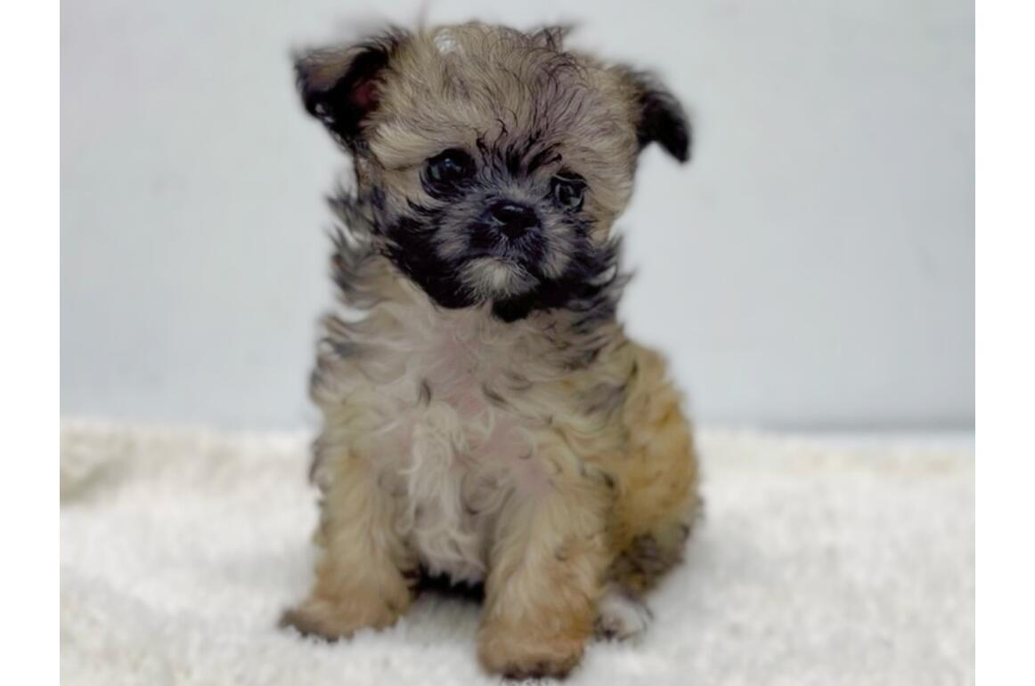 MIX(マルチーズ×チワワ）/フォーン/♀ | PET DESIGN 三光店