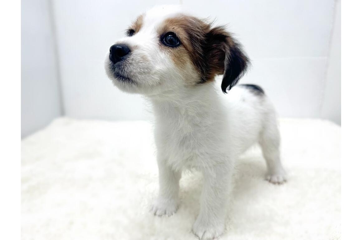 家族が決まりました | PET DESIGN 三光店 | ペット販売 | PET DESIGN