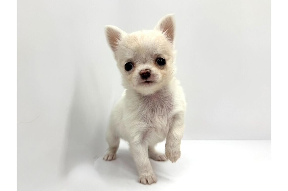 チワワ/クリーム/♂ | PET DESIGN アリオ上尾店 | ペット販売 | PET DESIGN