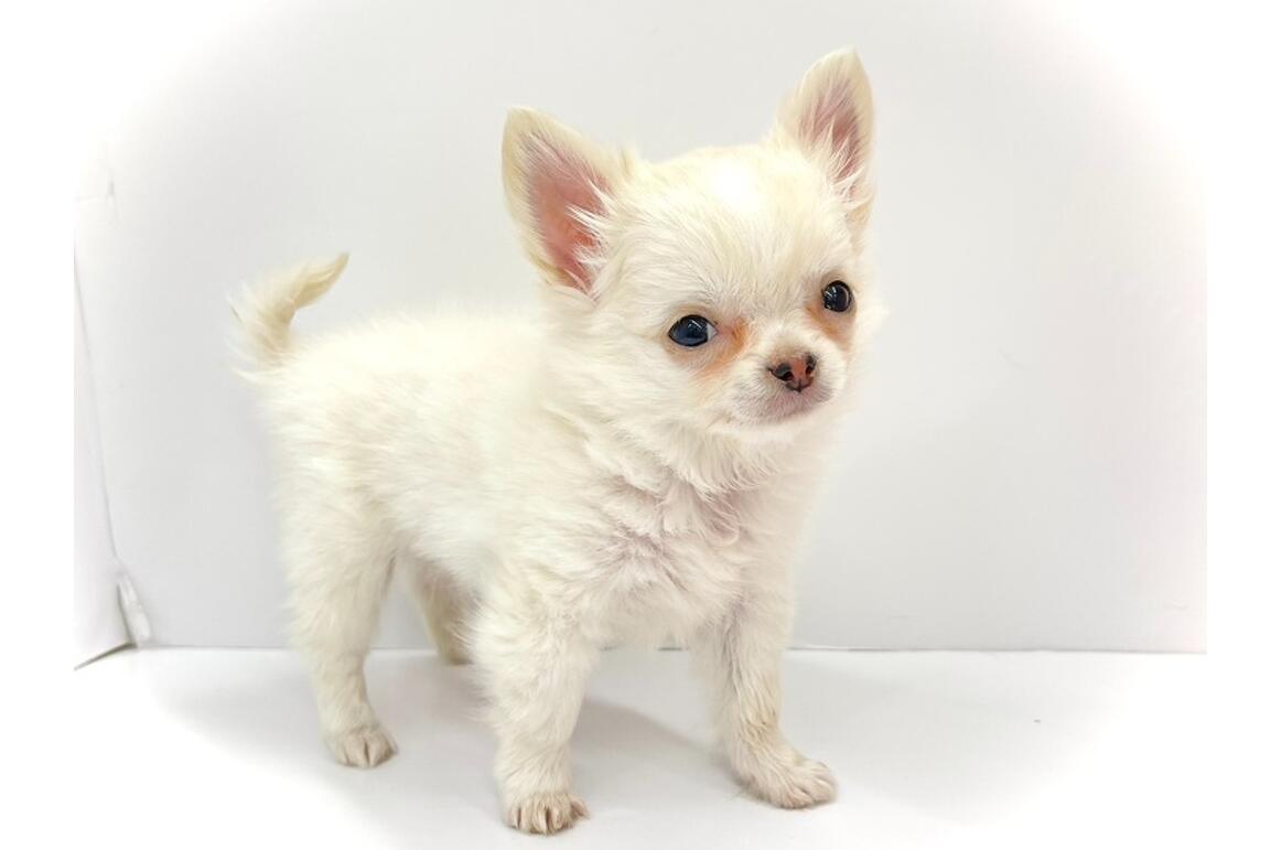 チワワ/クリーム/♂ | PET DESIGN アリオ上尾店 | ペット販売 | PET DESIGN