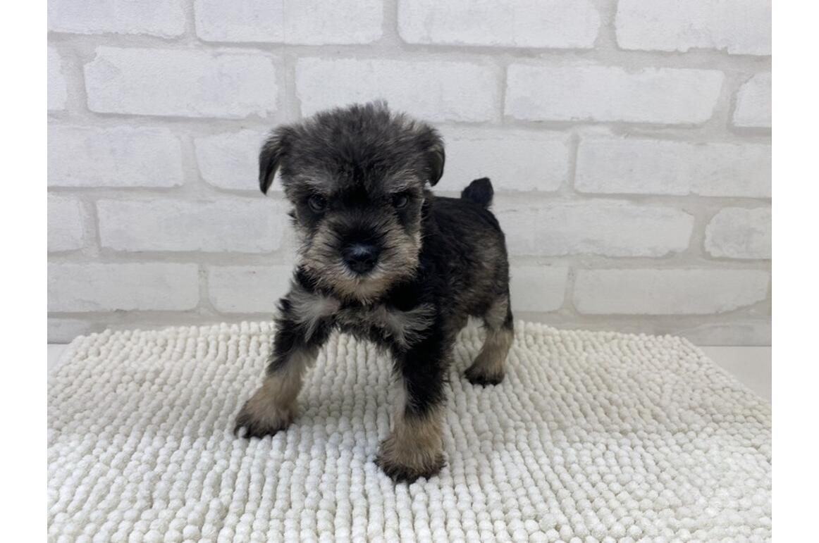 ミニチュア・シュナウザー/♀/ソルト＆ペッパー | PET DESIGN アリオ