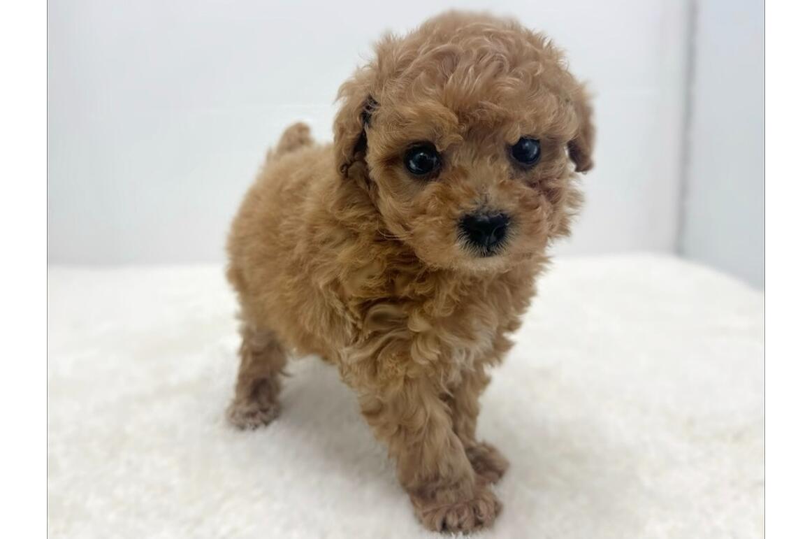 トイプードル/アプリコット/♂ | PET DESIGN 三光店 | ペット販売