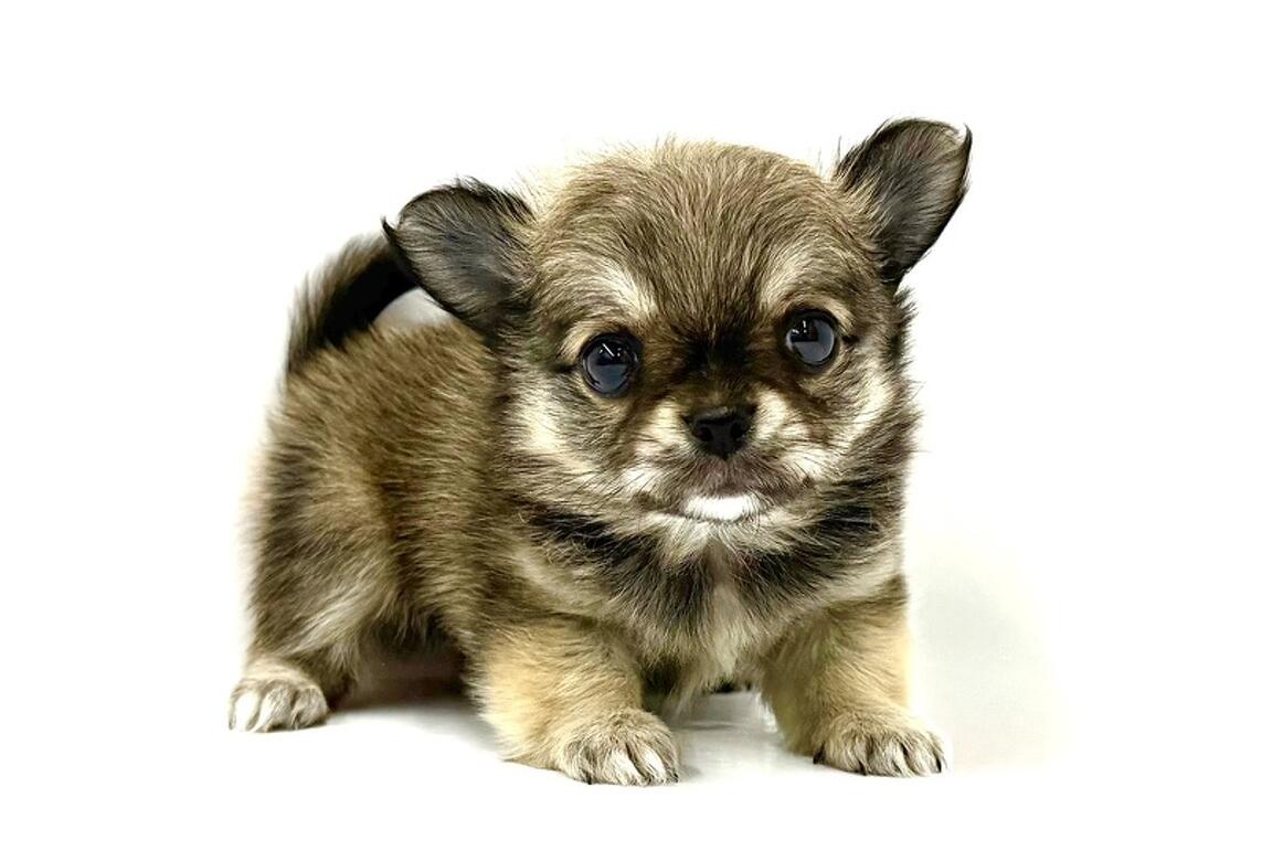 チワワ/フォーン/♀ | PET DESIGN アリオ上尾店 | ペット販売 | PET DESIGN