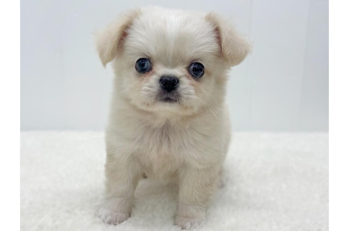 MIX(チワワ×ペキニーズ）/クリーム/♂ | PET DESIGN 三光店 | ペット