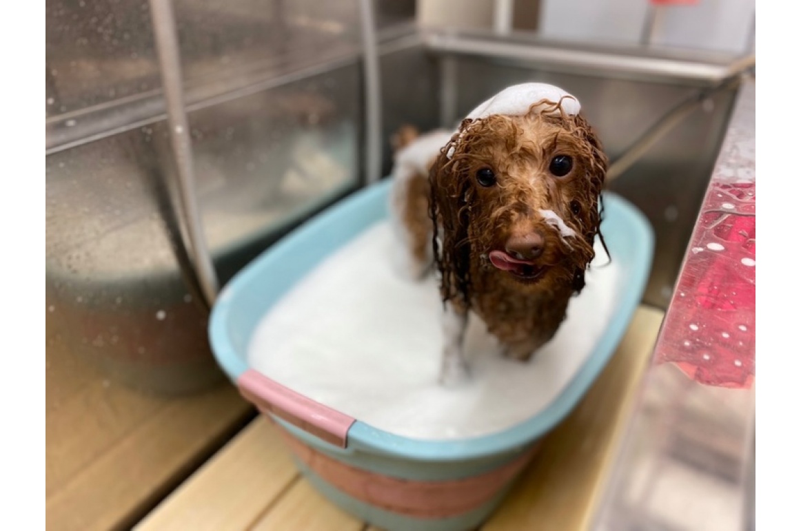 ペットデザイン赤坂けやき通り店 からあげくん Pet Design 赤坂けやき通り店 アルバム Pet Design ペットデザイン赤坂けやき通り店 からあげくん Pet Design 赤坂けやき通り店 アルバム Pet Design